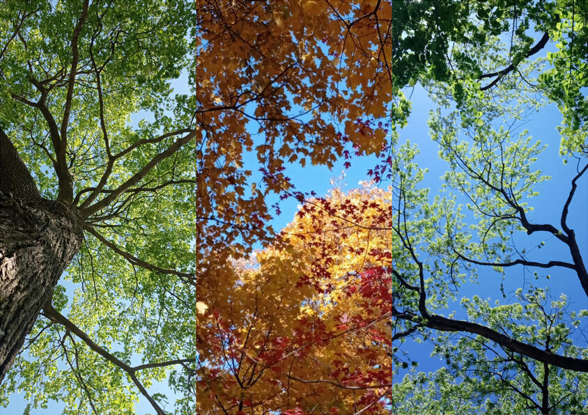 Automne - Été 2022