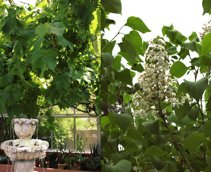 Garden Summer 2025